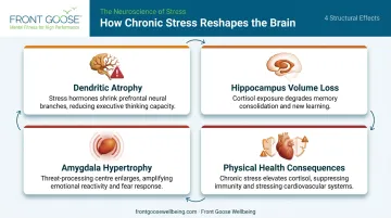 Four chronic stress brain damage effects infographic showing structural neurological changes