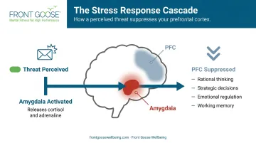 Amygdala stress response suppressing prefrontal cortex decision-making brain diagram