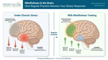 Mindfulness neurological effects on prefrontal cortex and amygdala stress response