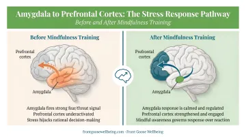 Amygdala to prefrontal cortex stress response pathway before and after mindfulness training