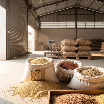 Bulk millet grains for poultry feed manufacturing
