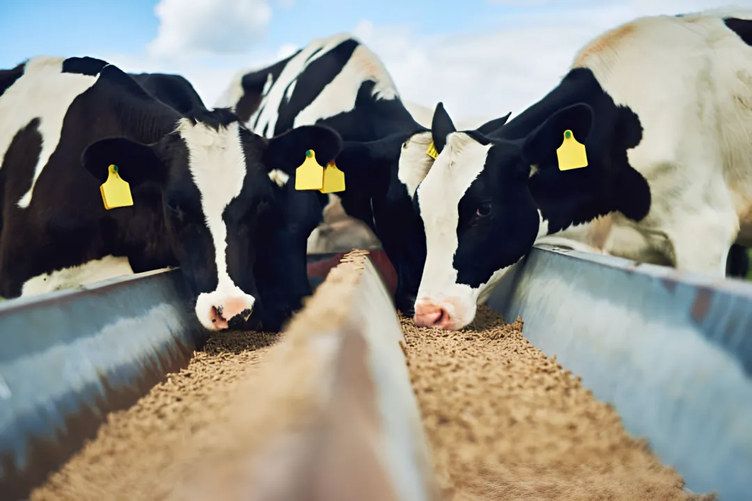 Animal Feed Industry