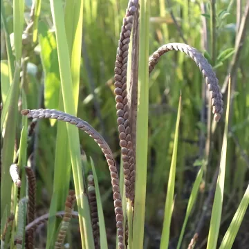 Health-conscious Consumer Products