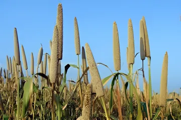 Health-Conscious Consumer Products