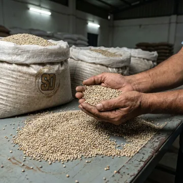 Quality-checked pearl millet for feed supply