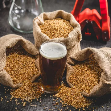 Premium millet grains for gluten-free beer brewing