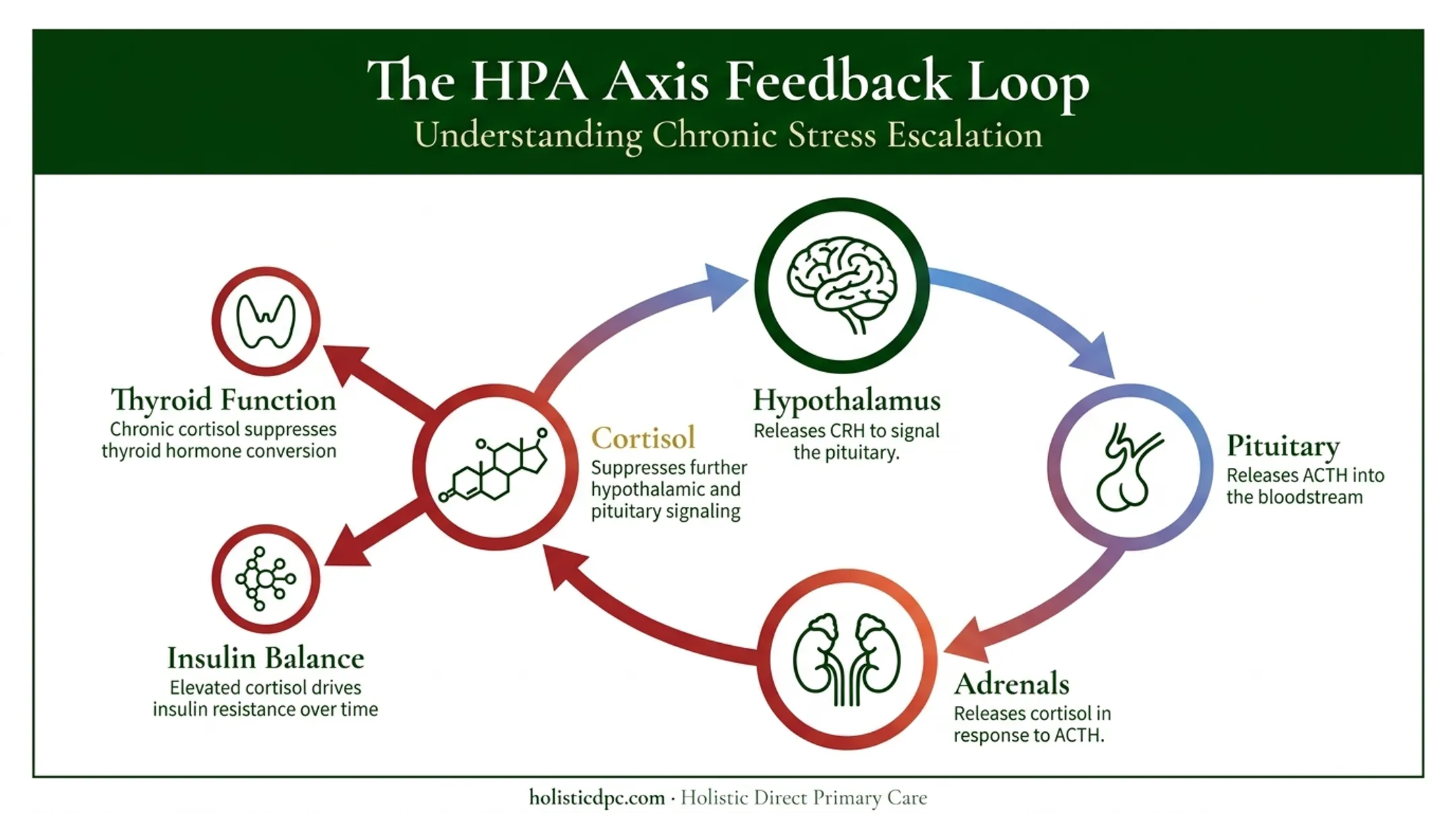 HPA axis feedback loop connecting cortisol thyroid and insulin hormones