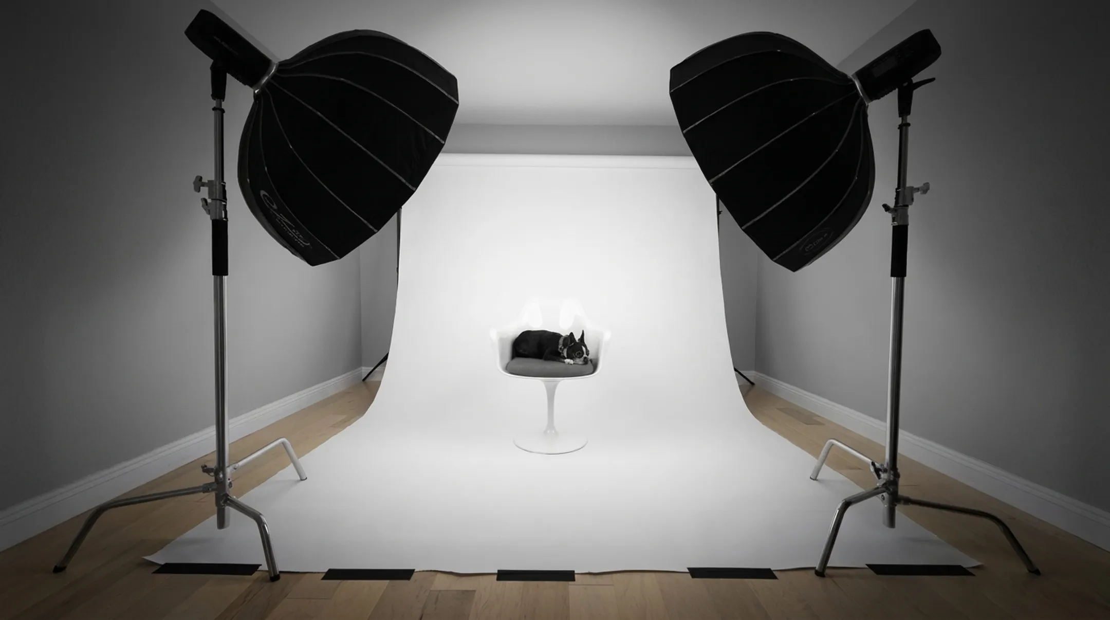 Studio softbox lighting setup with seamless white backdrop