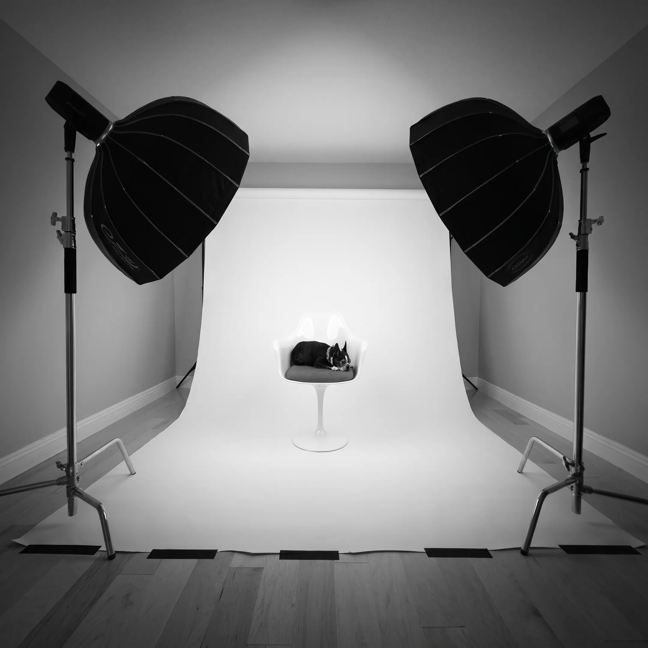 Professional corporate photography session setup with professional studio lighting and camera equipment