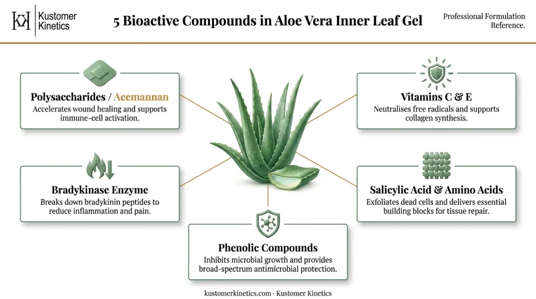 Aloe vera inner gel five key bioactive compounds and skin benefits infographic