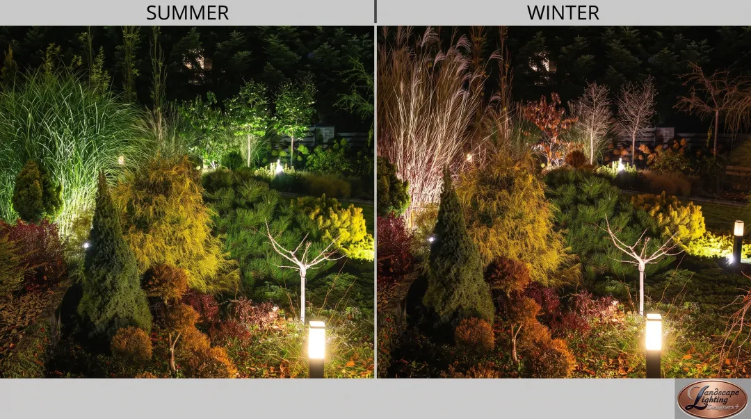 Mature deciduous tree showing seasonal foliage changes affecting landscape lighting design throughout year
