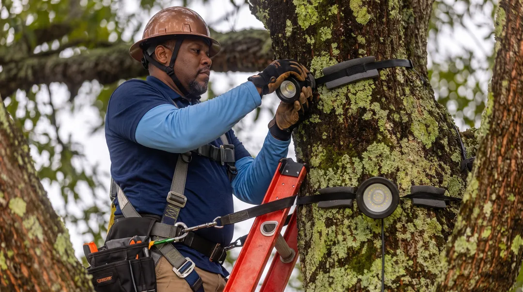 Professional landscape lighting installer mounting fixture in tree canopy using safety equipment