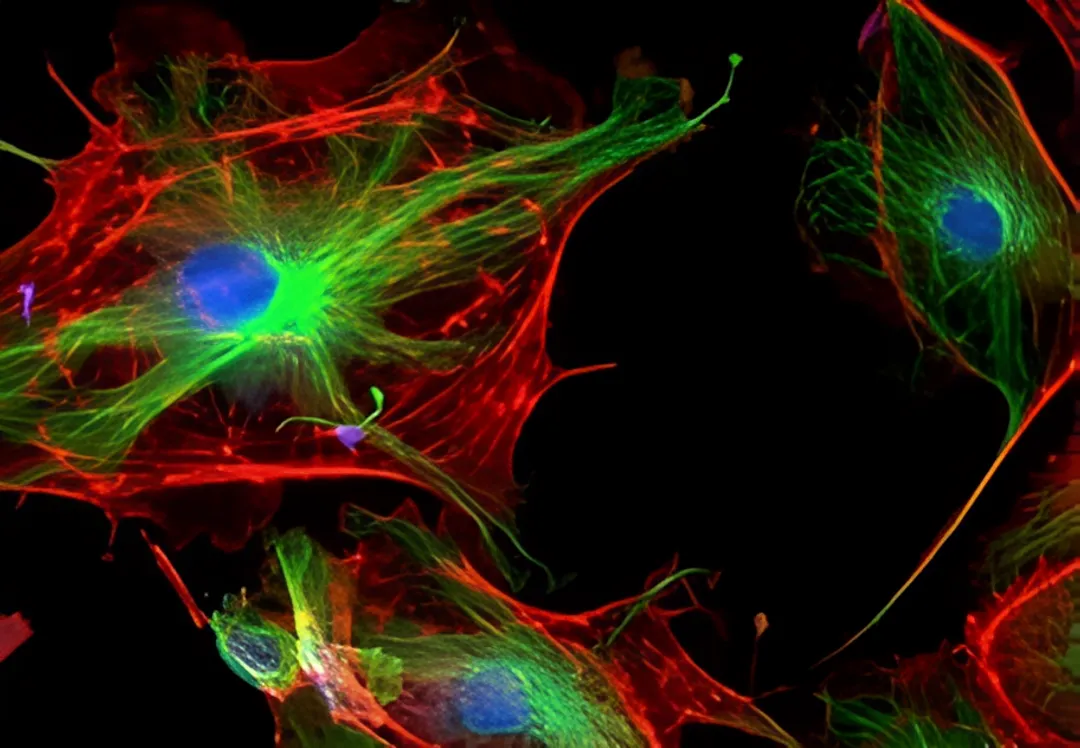 Cancer Research