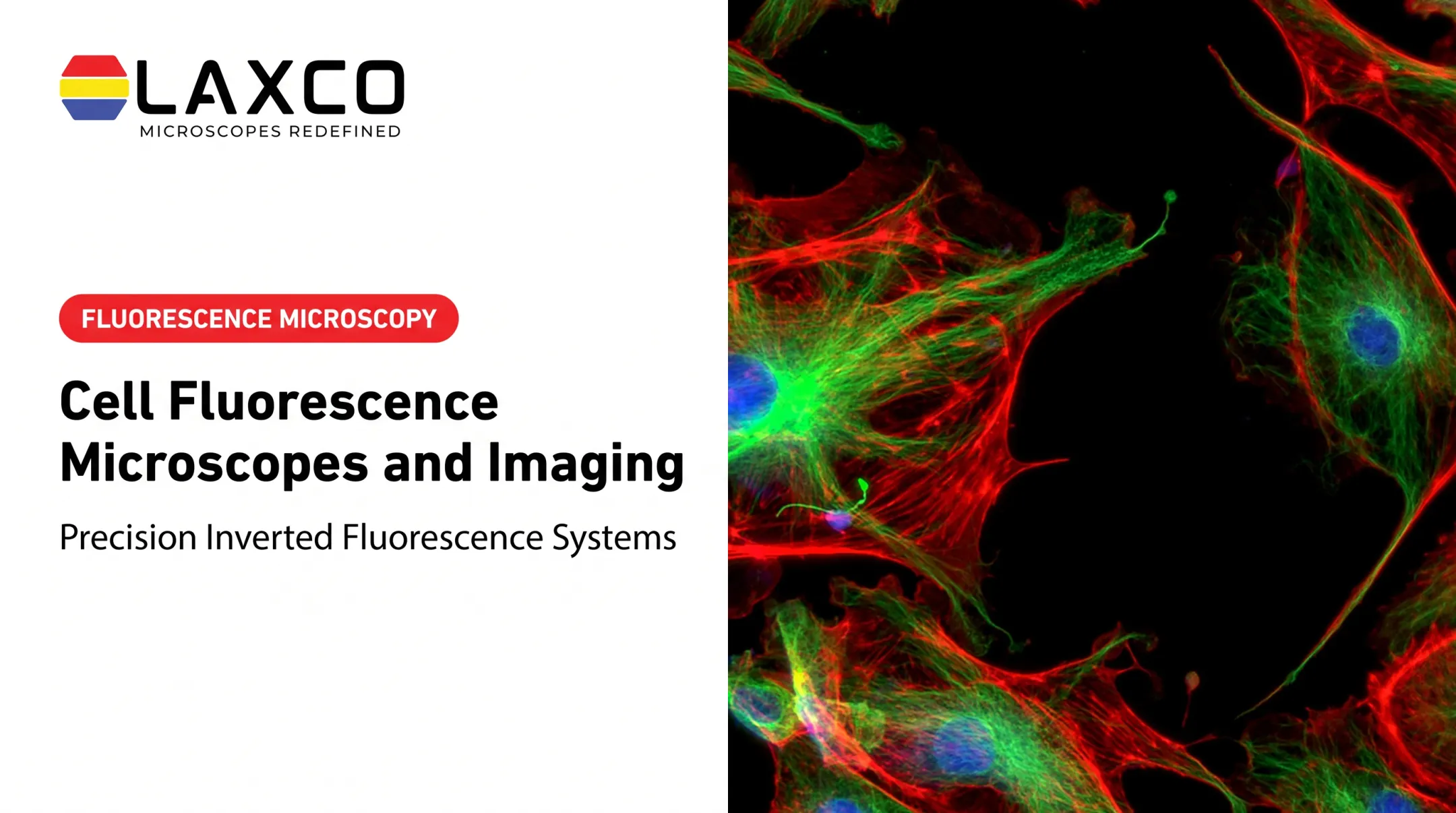 Cell Fluorescence Microscopes and Imaging