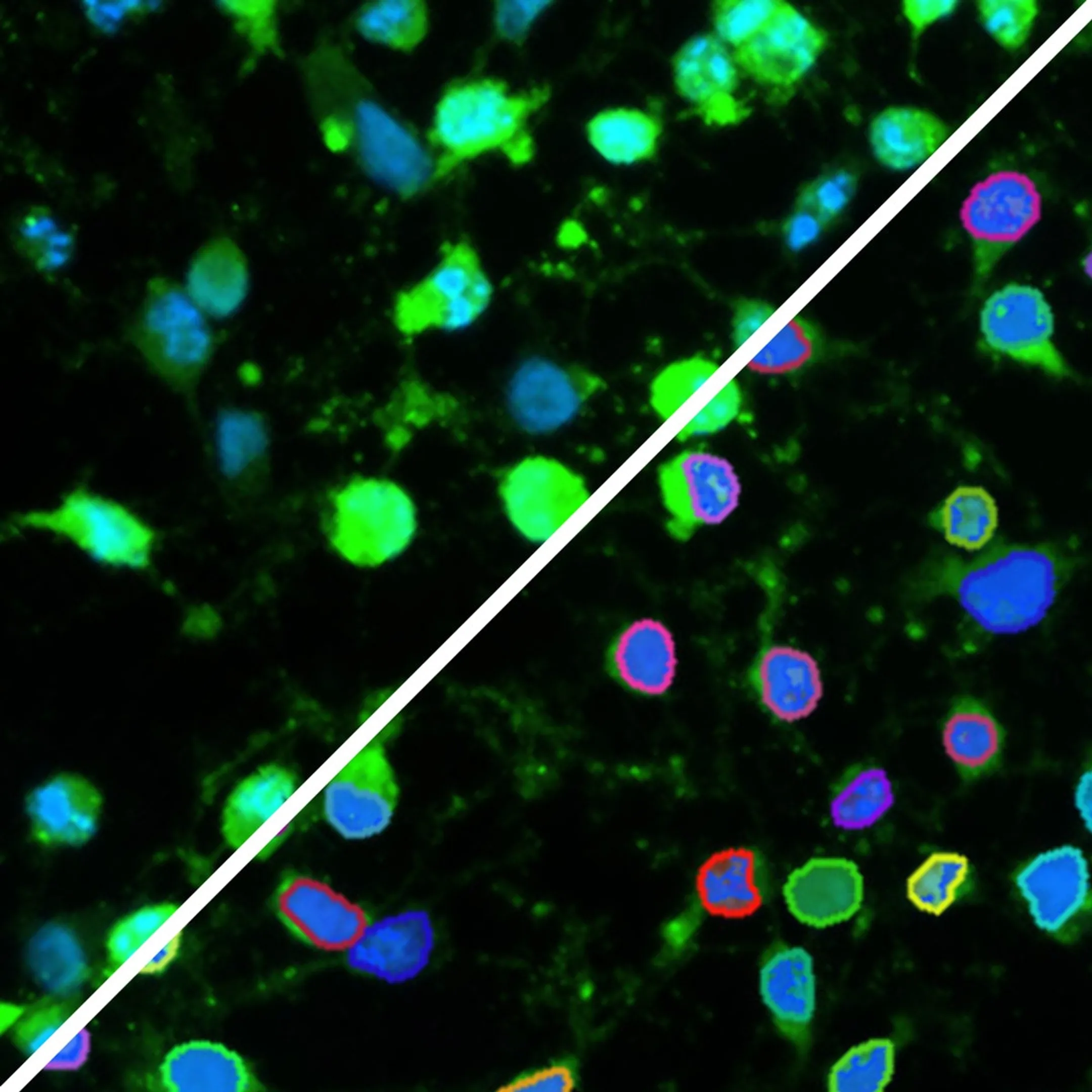 Scientist using web-based software to enrich and isolate specific cell types from a tissue sample image