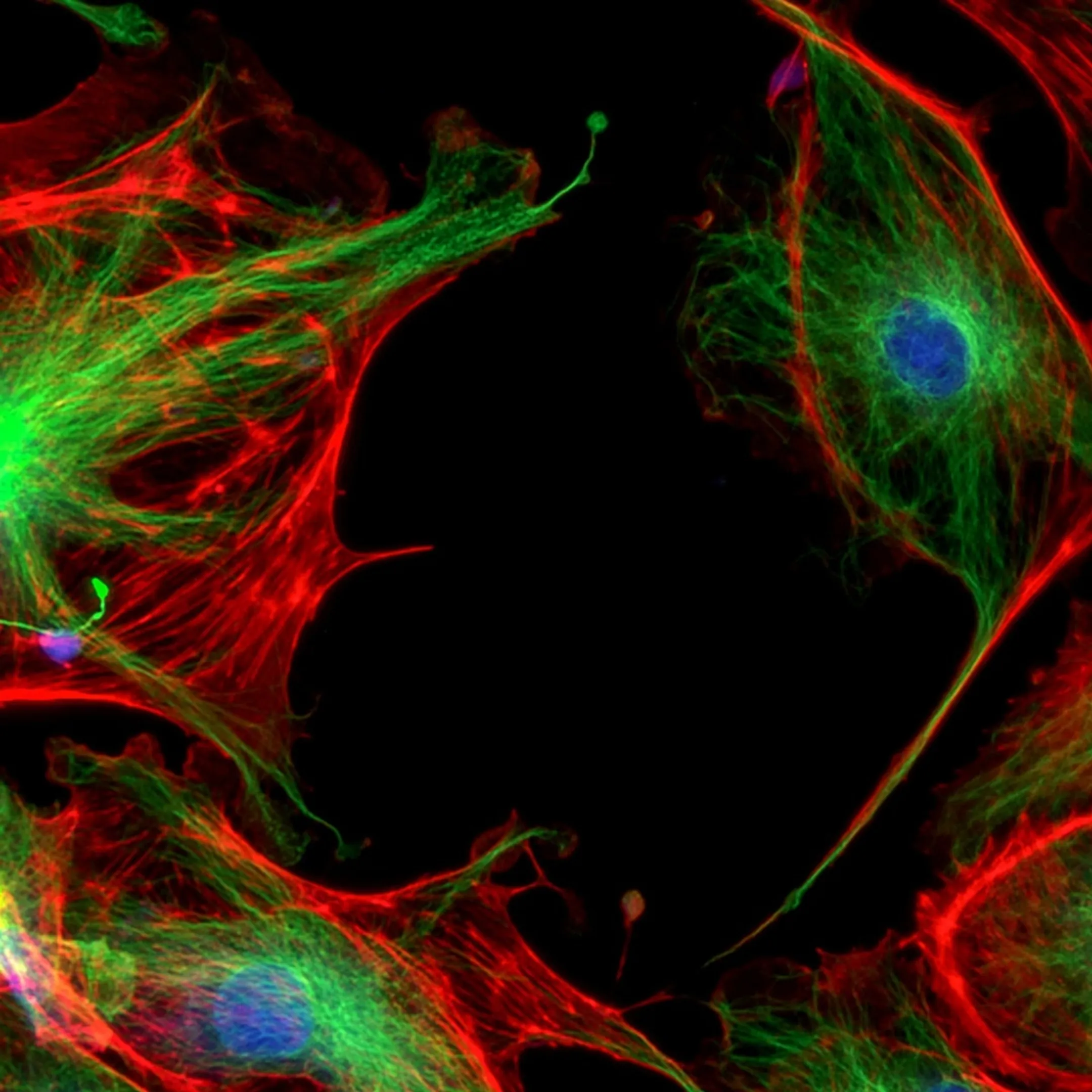 Diagram of the laser capture microdissection and cell enrichment analysis workflow from imaging to report
