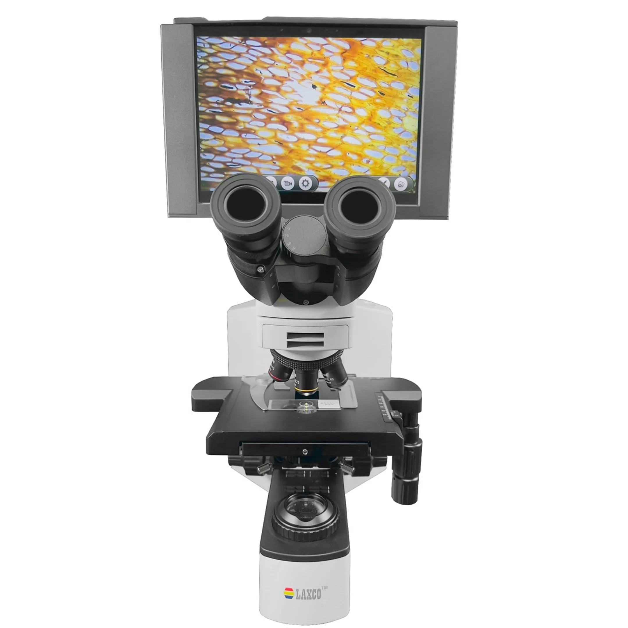 Pathologist reviewing digital tissue images