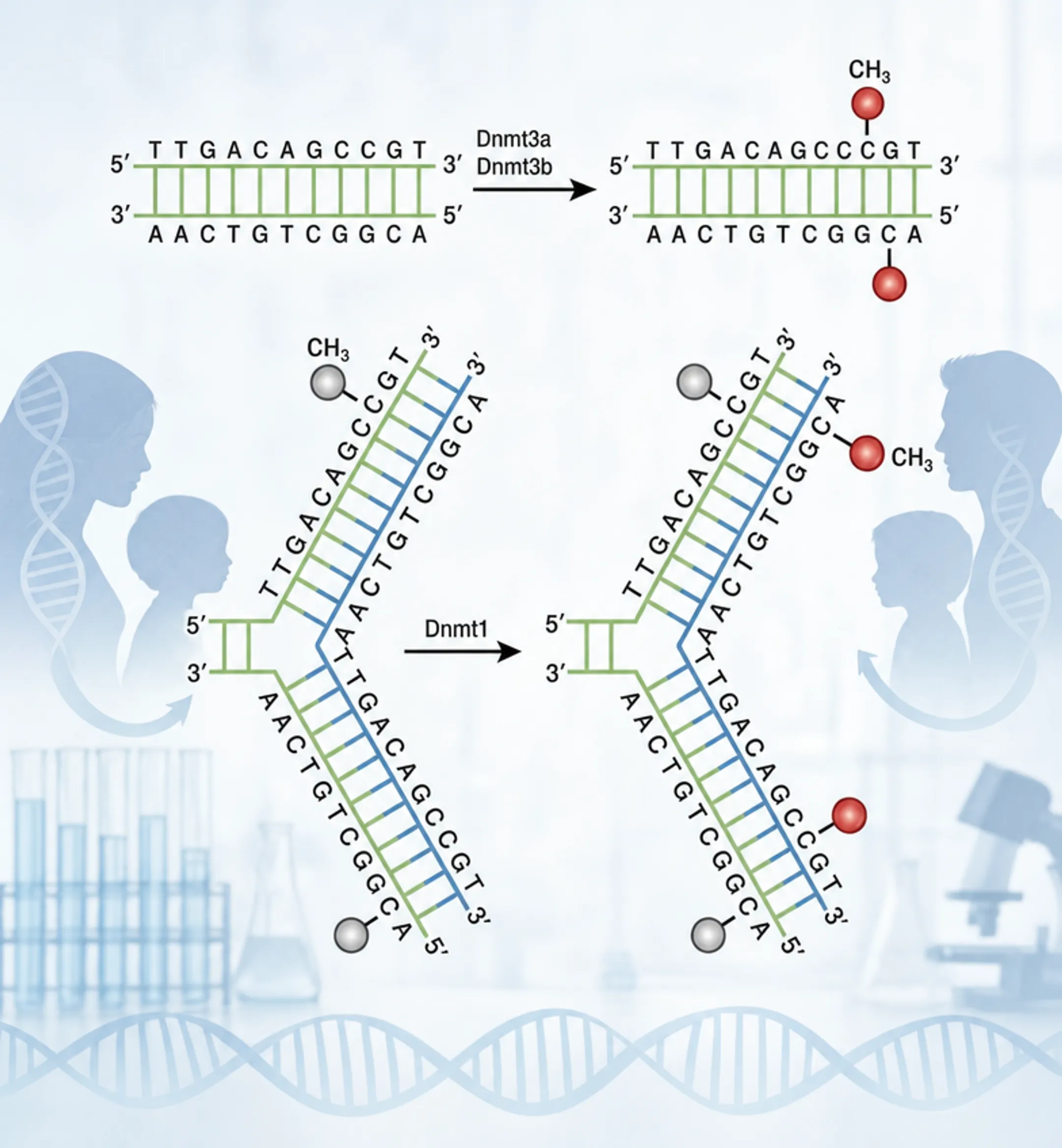 DNA strand illustration representing epigenetic transmission of inherited trauma