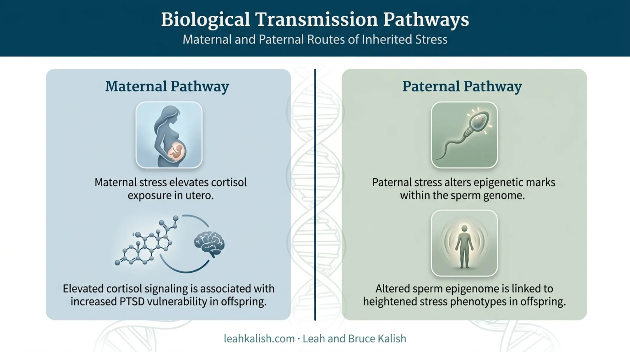 Maternal and paternal biological pathways of trauma transmission diagram