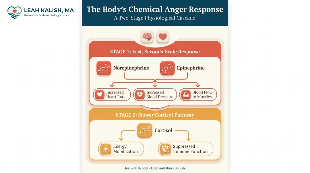 Anger chemical response showing norepinephrine epinephrine and cortisol pathways