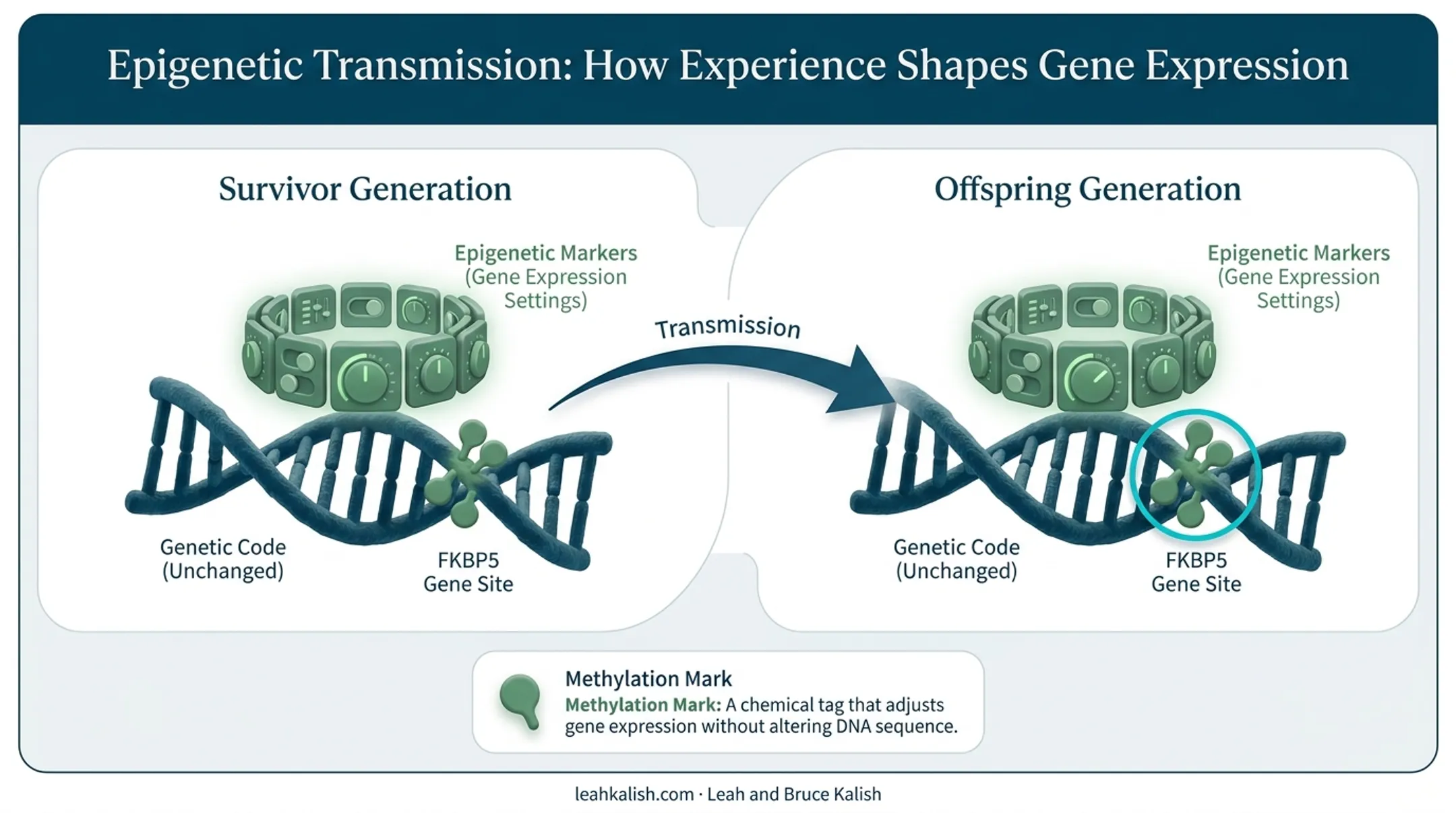 Epigenetic gene expression changes from trauma across generations diagram