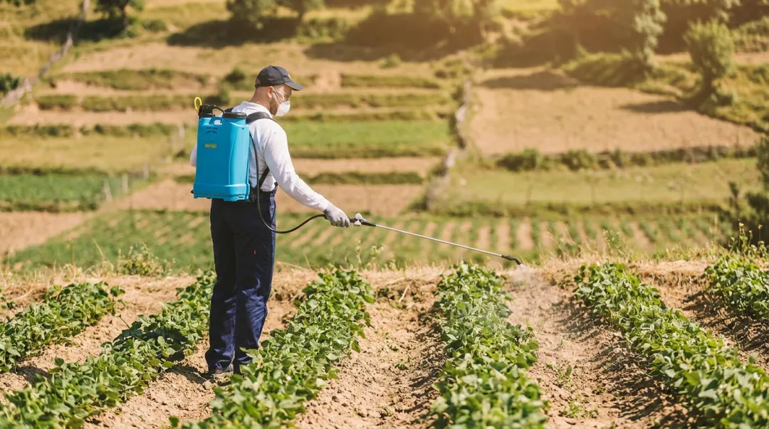 Farmer using manual knapsack sprayer on small agricultural plot