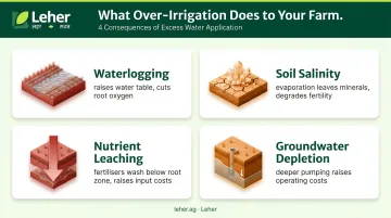 Four consequences of over-irrigation waterlogging salinity leaching groundwater depletion infographic