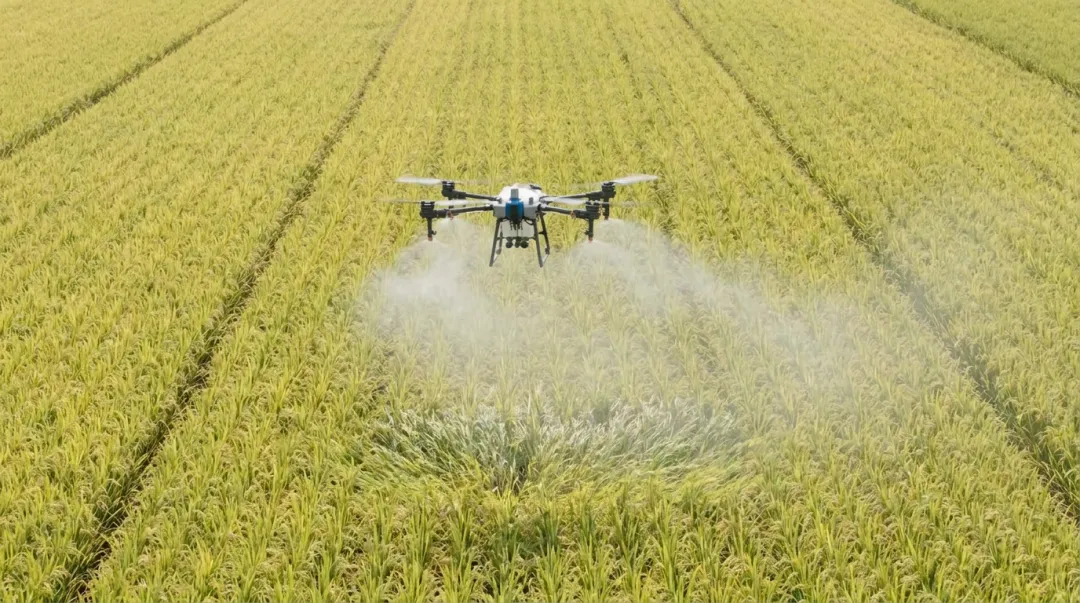 Agricultural drone spraying pesticides over green paddy field rows in India
