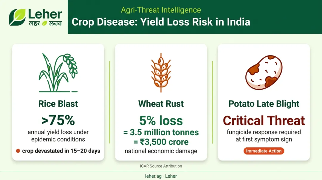 Crop disease yield loss statistics rice blast wheat rust and potato blight comparison