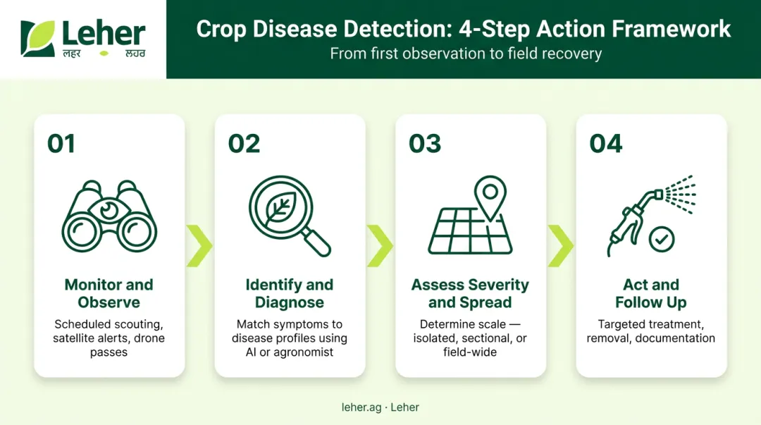 Four-step crop disease detection process from monitoring to treatment follow-up