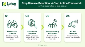 Four-step crop disease detection process from monitoring to treatment follow-up