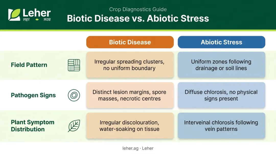 Three visual cues distinguishing crop biotic disease from abiotic stress infographic