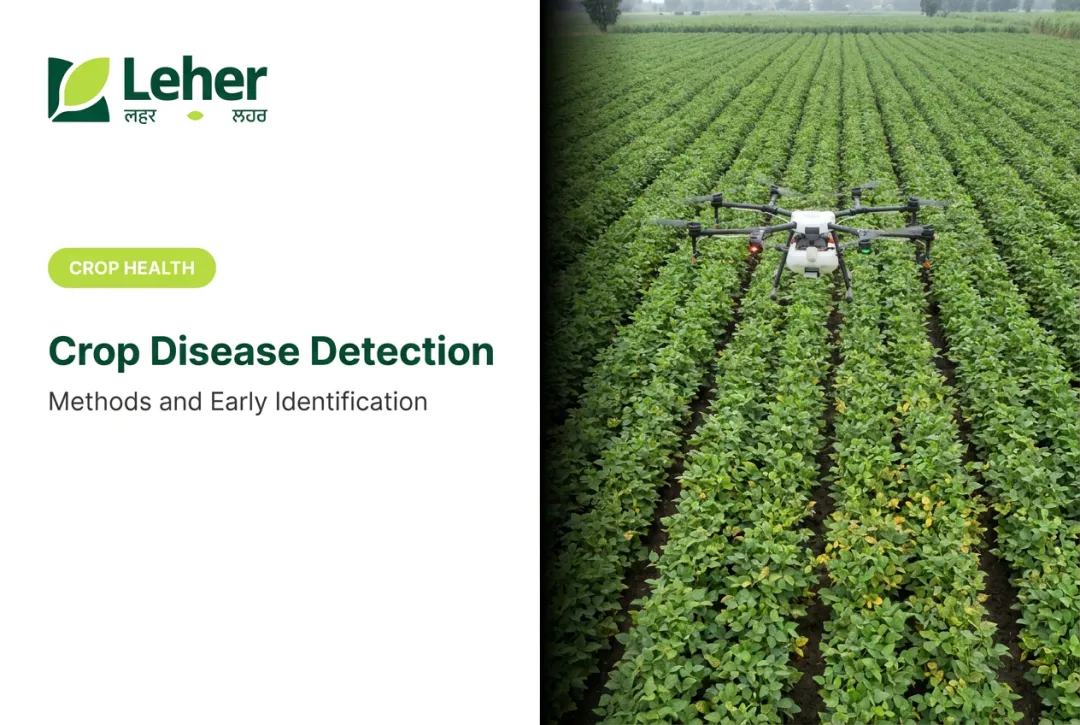 Crop Disease Detection: Methods and Early Identification
