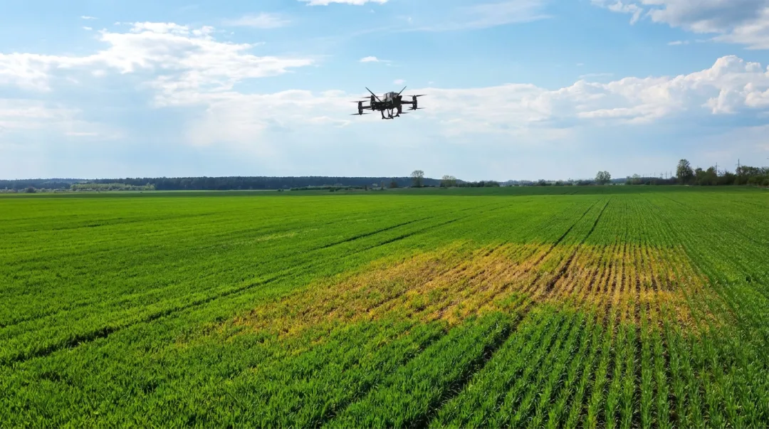 Drone flying over green paddy field capturing aerial crop health imagery