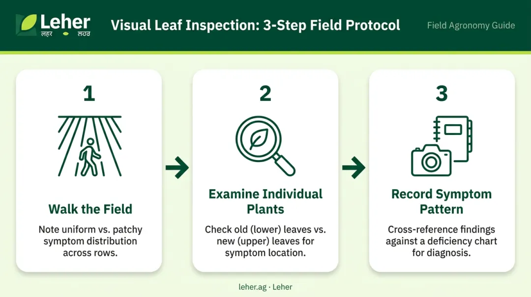 3-step visual crop inspection process field walk to symptom recording