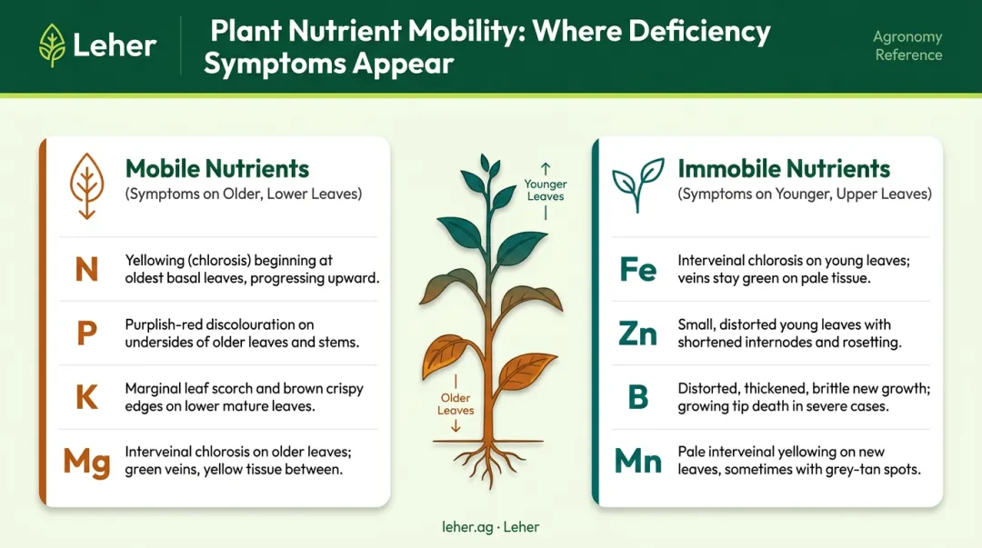 Mobile versus immobile crop nutrient deficiency symptom location comparison chart