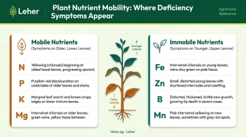 Mobile versus immobile crop nutrient deficiency symptom location comparison chart