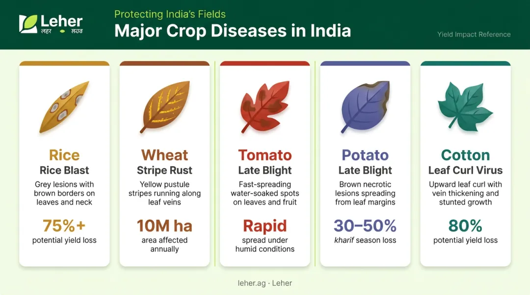 Major Indian crop leaf diseases comparison chart rice wheat tomato cotton potato