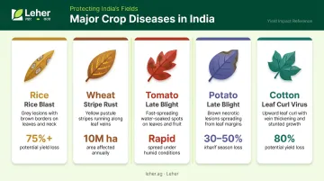 Major Indian crop leaf diseases comparison chart rice wheat tomato cotton potato