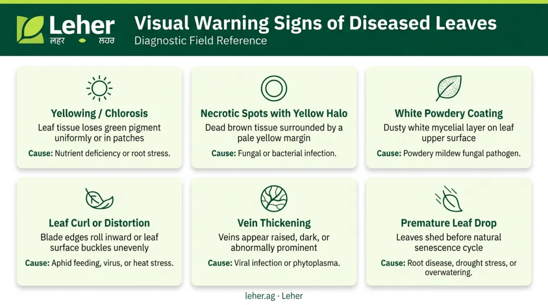 Visual crop leaf disease symptoms identification guide with six warning signs
