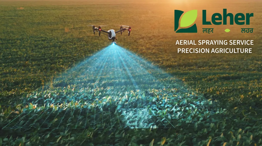Agricultural drone spraying foliar nutrients over dense crop canopy from above