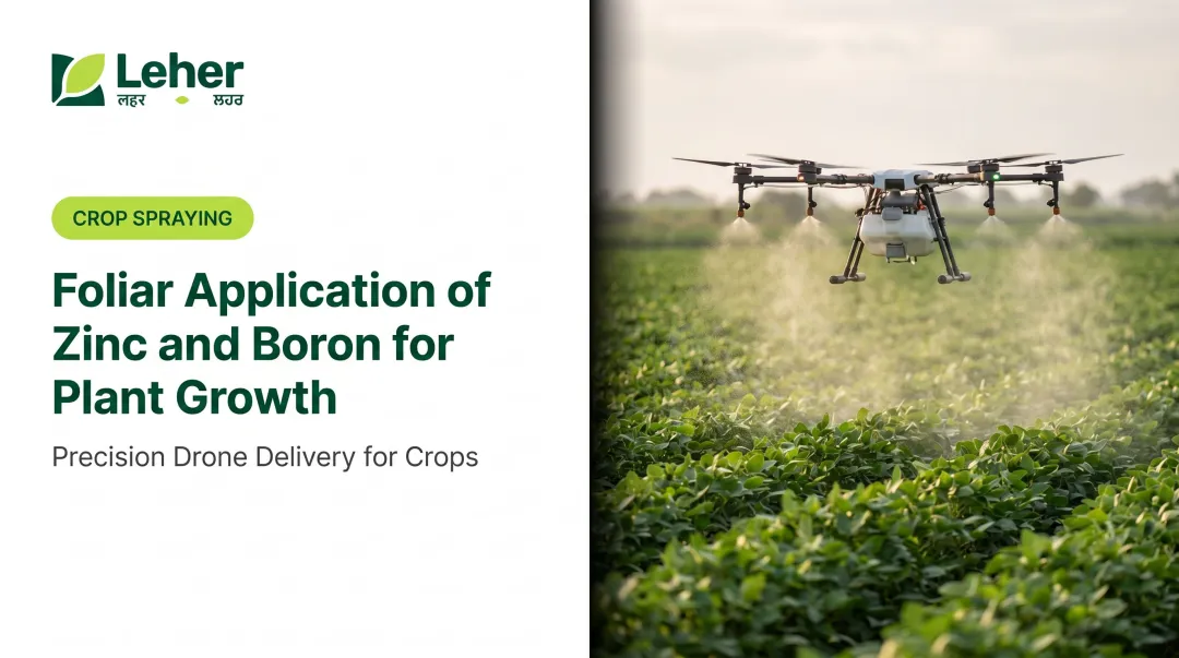 Foliar Application of Zinc and Boron for Plant Growth