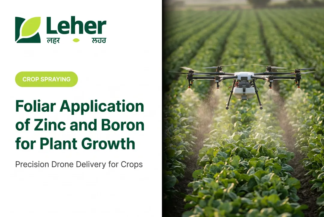 Foliar Application of Zinc and Boron for Plant Growth