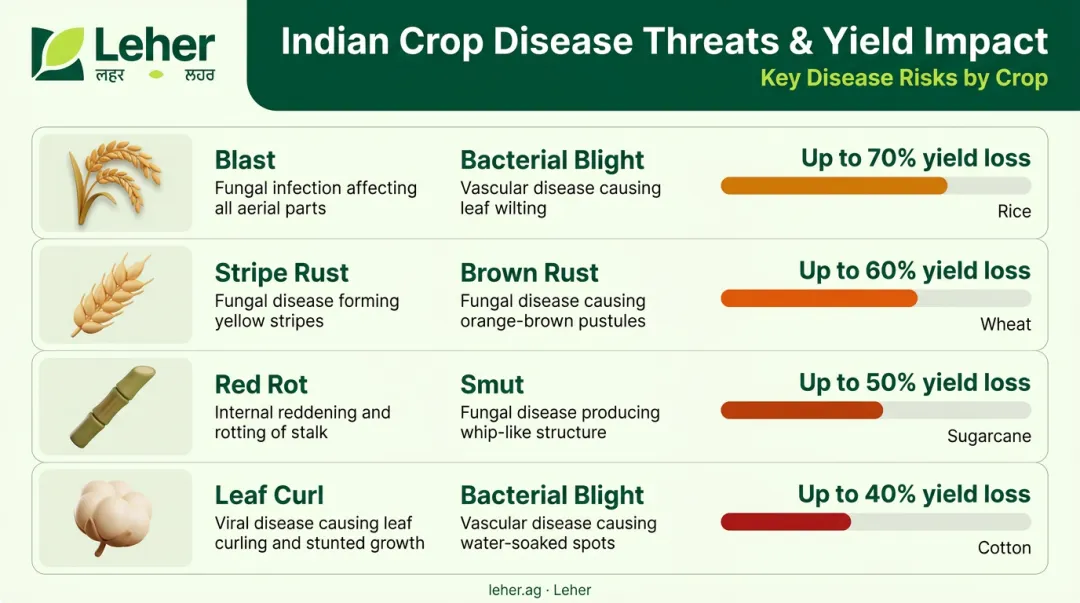 India major crop diseases potential yield loss comparison infographic table