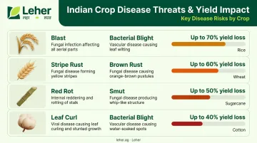 India major crop diseases potential yield loss comparison infographic table