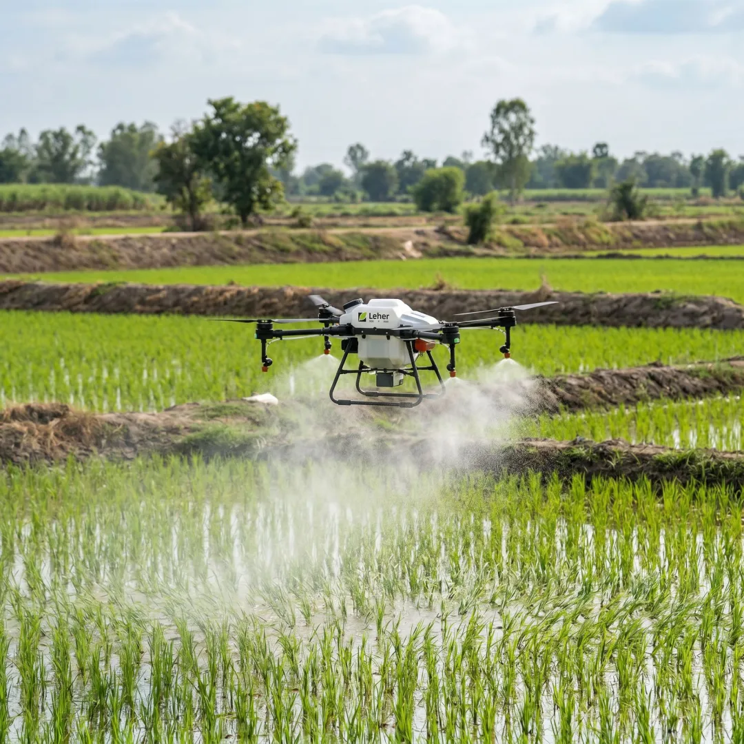 Drone spraying a paddy field