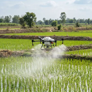 Drone spraying a paddy field