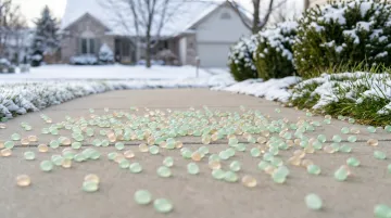 Calcium Magnesium Acetate CMA deicer granules on concrete driveway surface