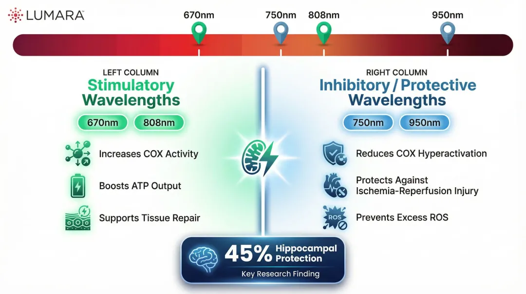 NIR light stimulatory versus inhibitory wavelengths side-by-side comparison infographic