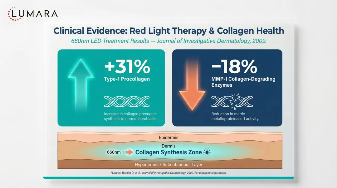 Red light therapy collagen synthesis study results showing 31 percent increase infographic